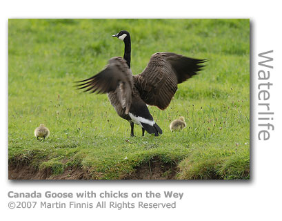Canada Goose with chicks by Martin Finnis