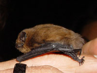 common Pipistrelle