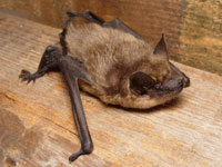 Serotinus bat