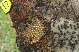 A mixed brood with honeycomb