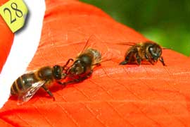 Bees communicating