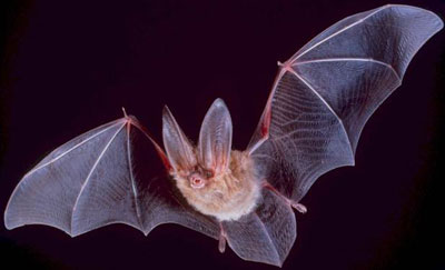 Big-eared Bat