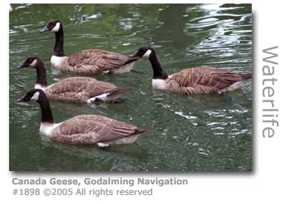 CANADA GEESE
