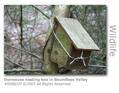 Dormouse nesting box