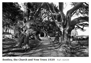 Bentley Church and yew trees 1929