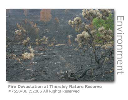 Fire destroys Thursley Nature Reserve
