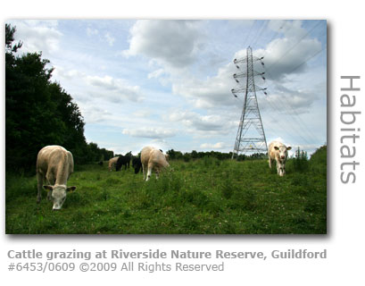 Cattle grazing at Riverside Nature reserve, Guildford