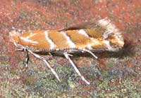 Leaf Miner Moth