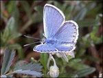 Sliver-studded blue butterfly