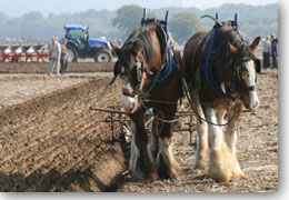 Loseley Ploughing Competition