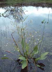 Common Water Plantain