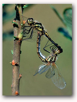Black Darter dragonflies