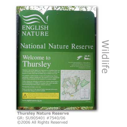 Thursley Nature Reserve