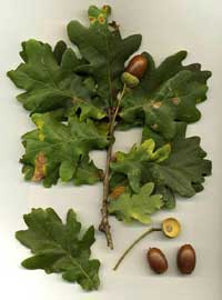 English Oak Foliage & Acorns