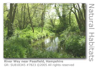 RIVER WEY PASSFIELD HAMPSHIRE