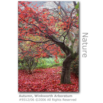 Autumn at Winkworth Arboretum