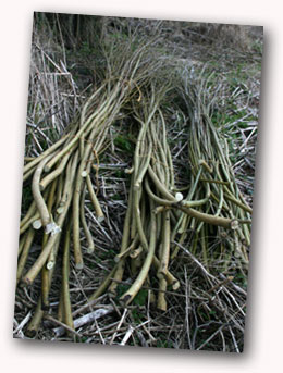 Willow bundles